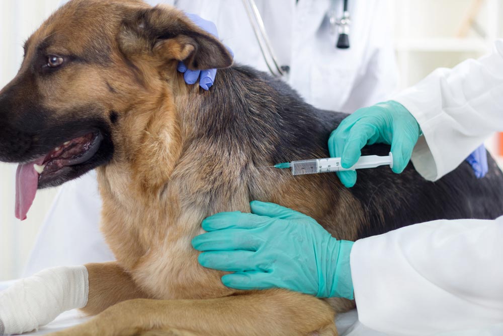 pets at home vets vaccination prices