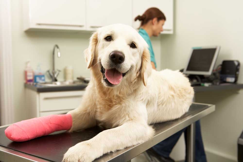 Pet Surgery FAQs | Veterinarian in Bloomington, IL