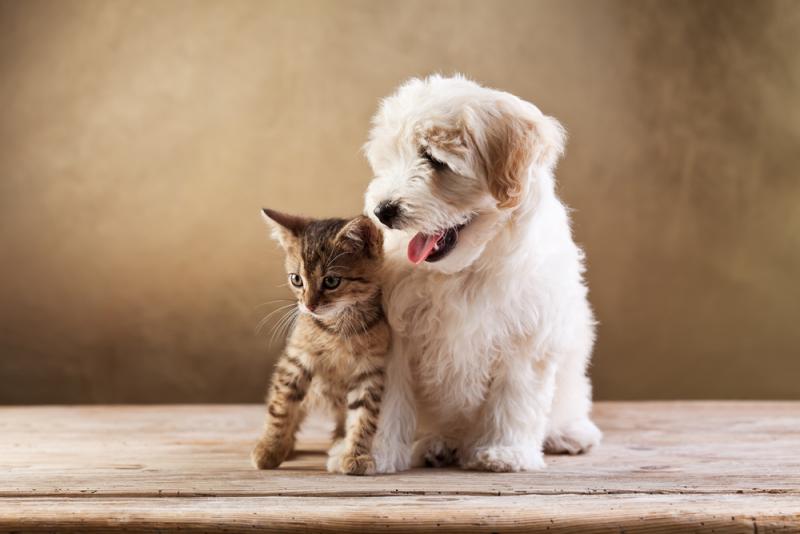 Cat and Dog Neutering