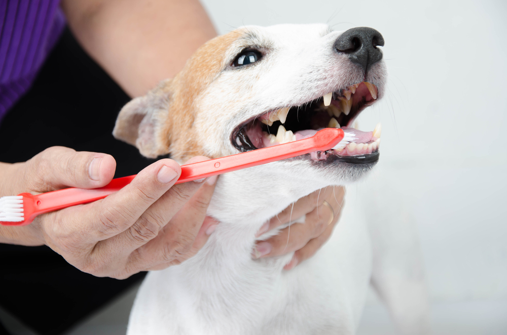 Bloomington veterinarian pet dental care